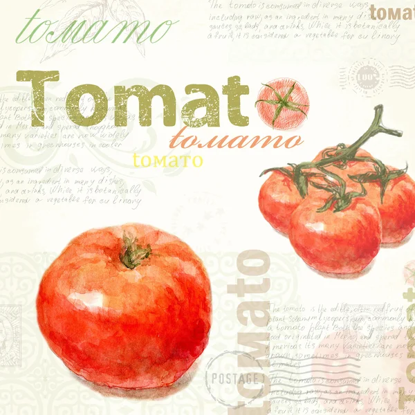 キッチン アート。水彩のビンテージ トマト — ストック写真