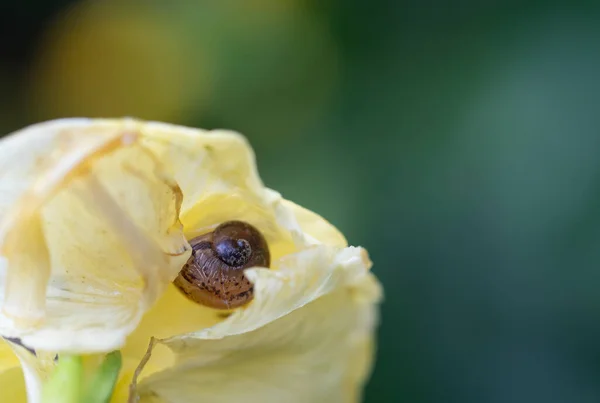 Malý šnek najde zimní útočiště v květinách. Nature. — Stock fotografie