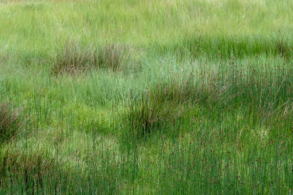 Reeds and grasses, természetes mocsári természet háttér, Egyesült Királyság. — Stock Fotó