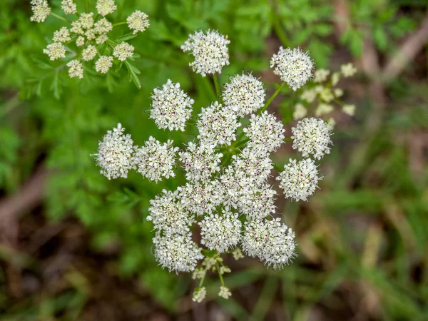 Närbild detalj av blommor av Conium maculatum aka Poison hemlock. — Stockfoto