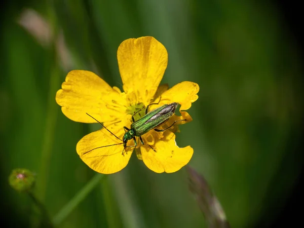 Opuchnięty chrząszcz udowy, Oedemera nobilis, gruby chrząszcz kwiatowy na żółtym kwiatku jaskry. — Zdjęcie stockowe