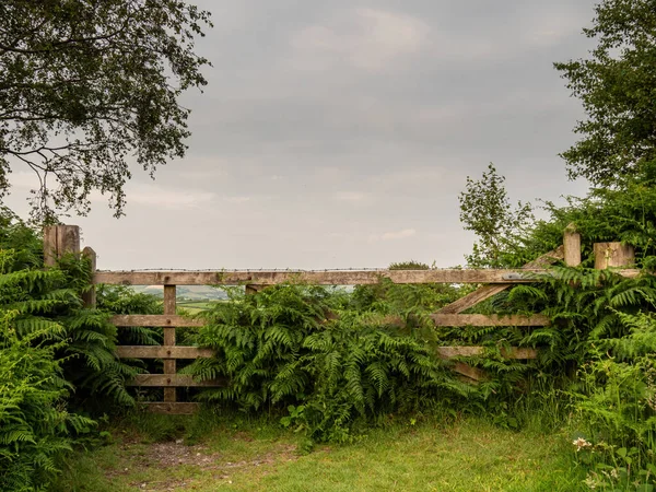 Tahta kapıdan sahaya, Devon, İngiltere. Eğreltiotu, çit ve genel yeşillik ile kırsal alan. — Stok fotoğraf