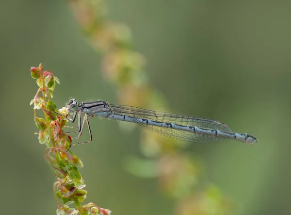 Blue Damselfly, Enallagma cyathigerum, rıhtım fabrikasında. — Stok fotoğraf