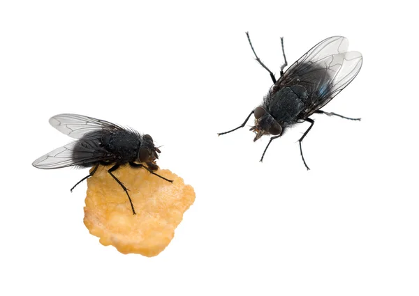 Flies isolated over white - one eating — Stock Photo, Image