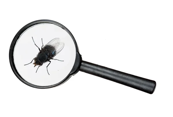 Fly under real magnifying glass isolated over white — Stock Photo, Image