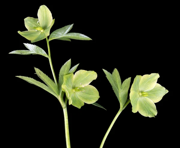Flor de heléboro verde em preto — Fotografia de Stock