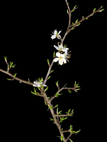 Trnka nad černou - Prunus spinosa v předjaří — Stock fotografie