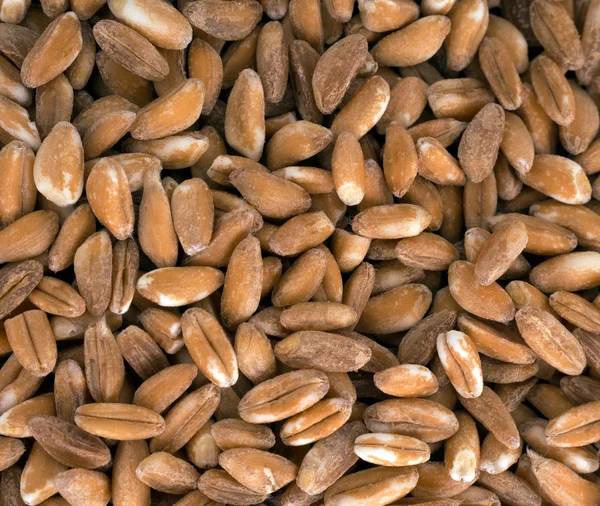 Farro aka Macro di grano tenero — Foto Stock