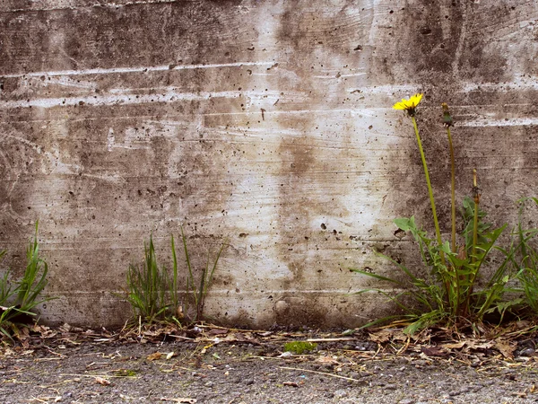 Detalhe de decadência urbana - dente-de-leão por parede de concreto, horizontal — Fotografia de Stock