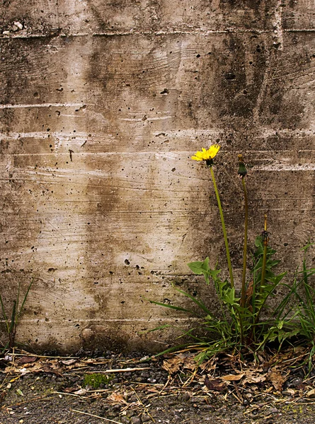 Nature triumphs over adversity - dandelion by old wall. — Stock Photo, Image