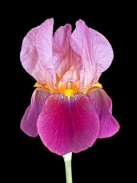 Bearded iris - maroon, isolated over black — Stock Photo, Image