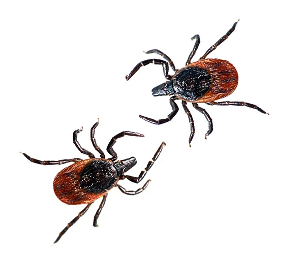 Schwarzbeiner Hirschzecke - ixodes scapularis aka hund, cat tick lizenzfreie Stockbilder