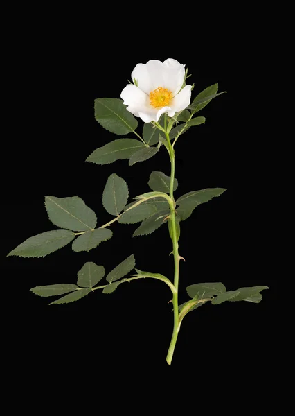 Rosa branca selvagem, isolada sobre fundo preto — Fotografia de Stock
