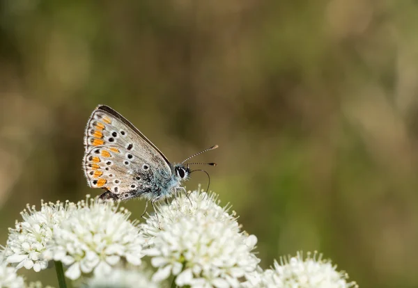 Aricia agestis aka hnědá argus motýl v klidu, profil — Stock fotografie