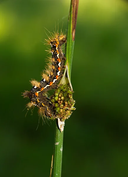 Beautiful caterpillar of Yellow-tail moth Euproctis similis — Stock Photo, Image