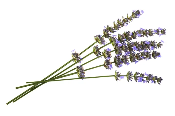 Lavanda aislada sobre blanco — Foto de Stock