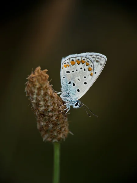 Papillon bleu commun - polyommatus icarus — Photo