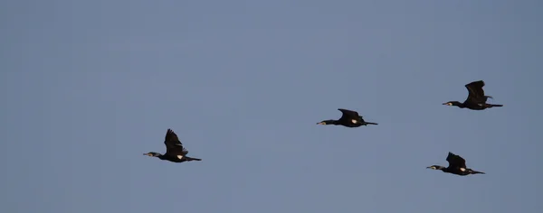 Cormorán negro volando al atardecer —  Fotos de Stock