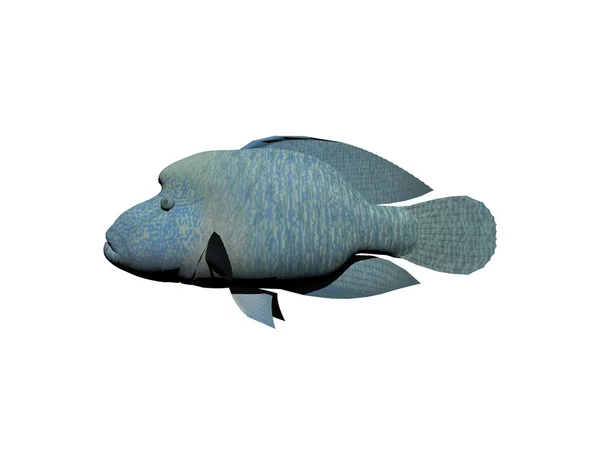 Napoleon peixe - renderização 3d — Fotografia de Stock