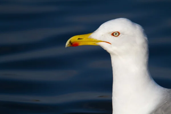 Portrait of seagull and lake — Stock Photo, Image