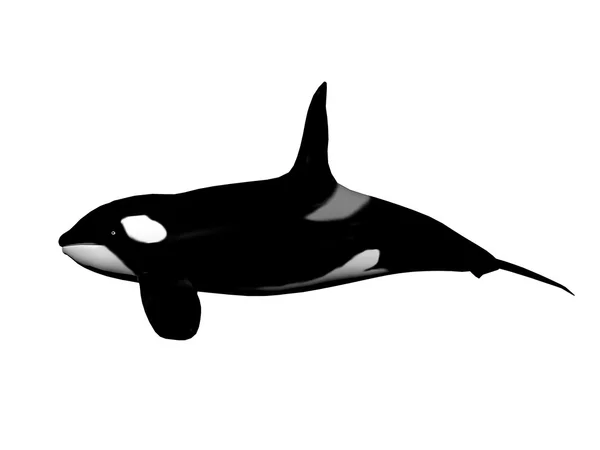 Killer whale - 3D render — Stock Photo, Image