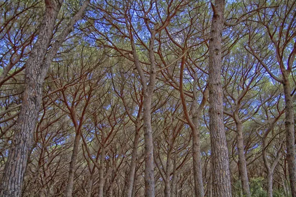 Large pine forest — Stock Photo, Image