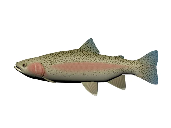 Steelhead fisk - 3d render — Stockfoto