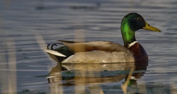 Male Mallard duck — Stock Photo, Image