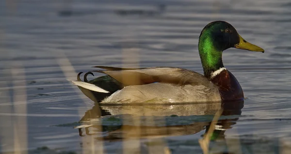 Canard colvert mâle — Photo