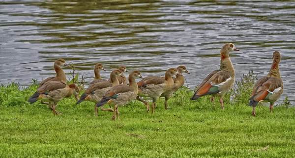 Egyptian geese with chicks — Stock Photo, Image