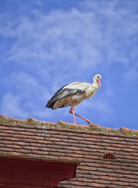 Cegonha que anda em um telhado — Fotografia de Stock