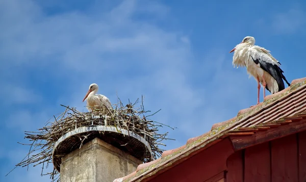 Cegonha em um ninho e outro andando no telhado — Fotografia de Stock