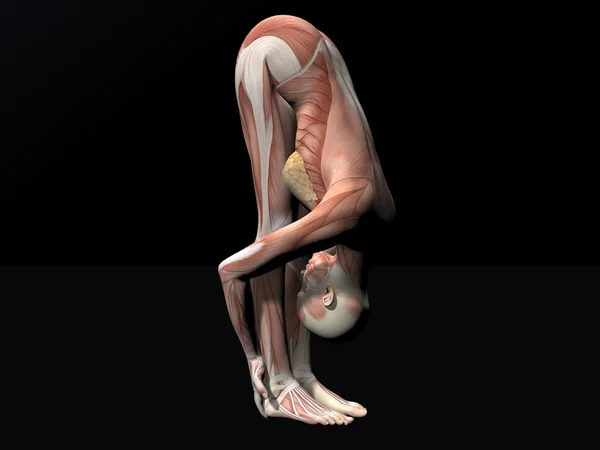 Anatomia kobiety rysunek 3d render — Zdjęcie stockowe