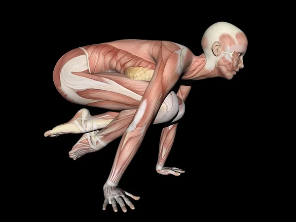 kadın anatomisini anlamaya - 3d render