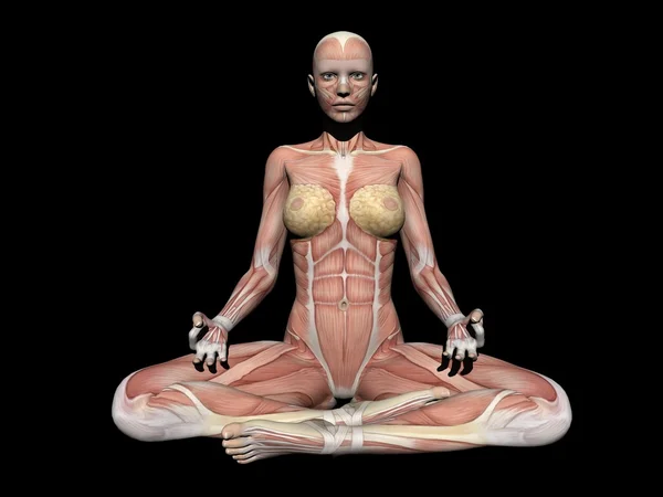 Figure d'anatomie de la femme - rendu 3d — Photo