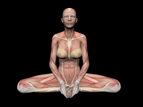 Figure d'anatomie de la femme - rendu 3d — Photo