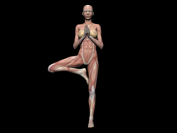 Anatomia kobiety rysunek 3d render — Zdjęcie stockowe