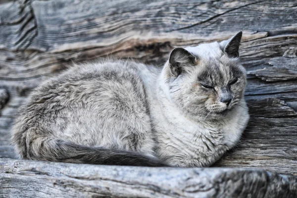 Kočka na dřevěnou lavici — Stock fotografie