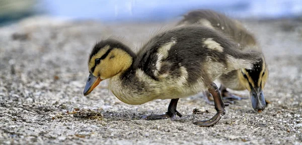 Two ducklings which eat — Stock Photo, Image