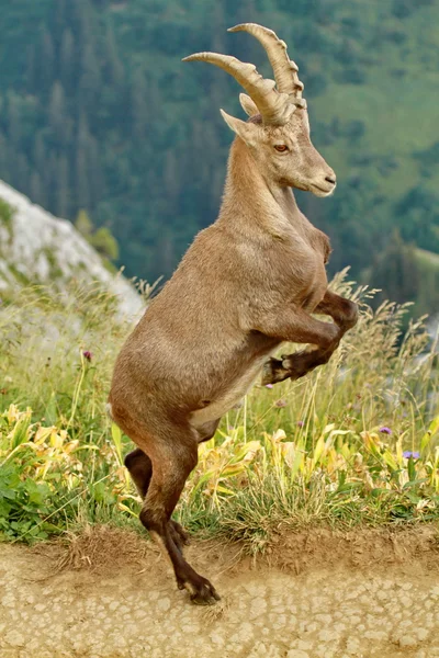 Retrato de ibex — Fotografia de Stock