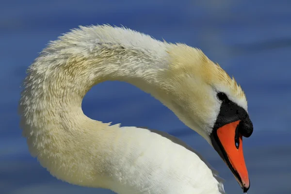 Magnífico cisne branco — Fotografia de Stock