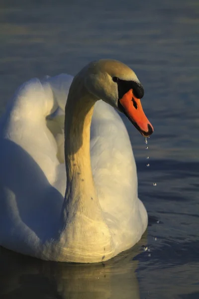 Magnífico cisne branco — Fotografia de Stock