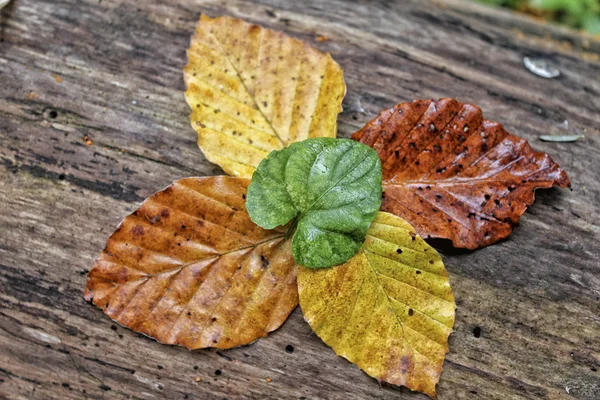 Mehrere Herbstblätter — Stockfoto