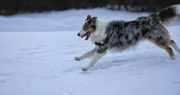 Berger Avustralya karda çalışan köpek — Stok fotoğraf