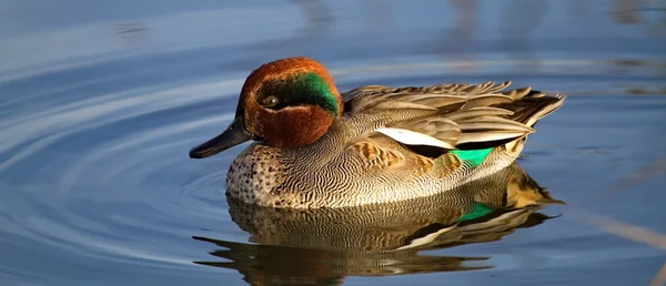 Duck teal on the water — Stock Photo, Image