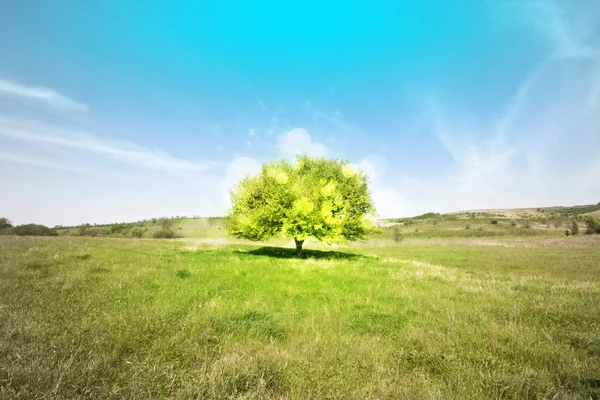 Única árvore folhas verdes fica no meio do prado — Fotografia de Stock
