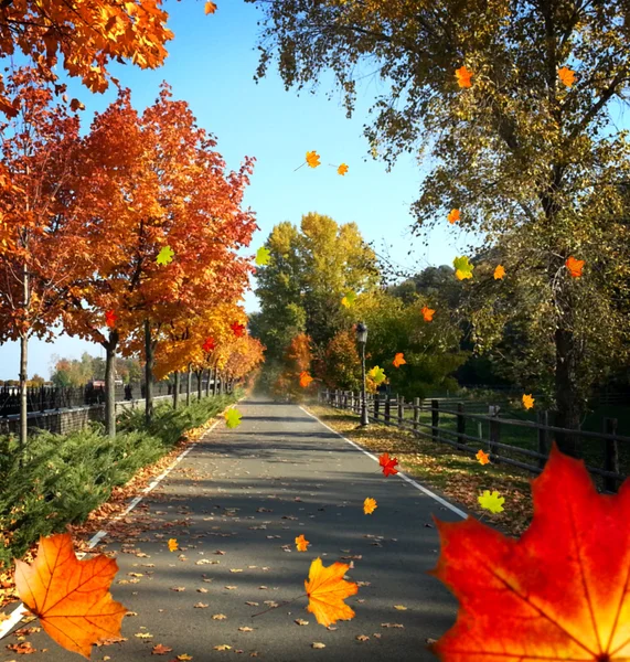 Herfst laan met bomen — Stockfoto