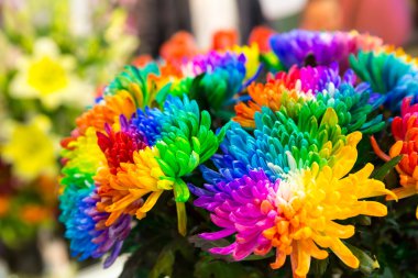 Parlak renkli marguerites 