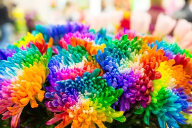 Parlak renkli marguerites 