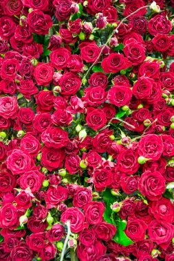 Taze Kırmızı Güller